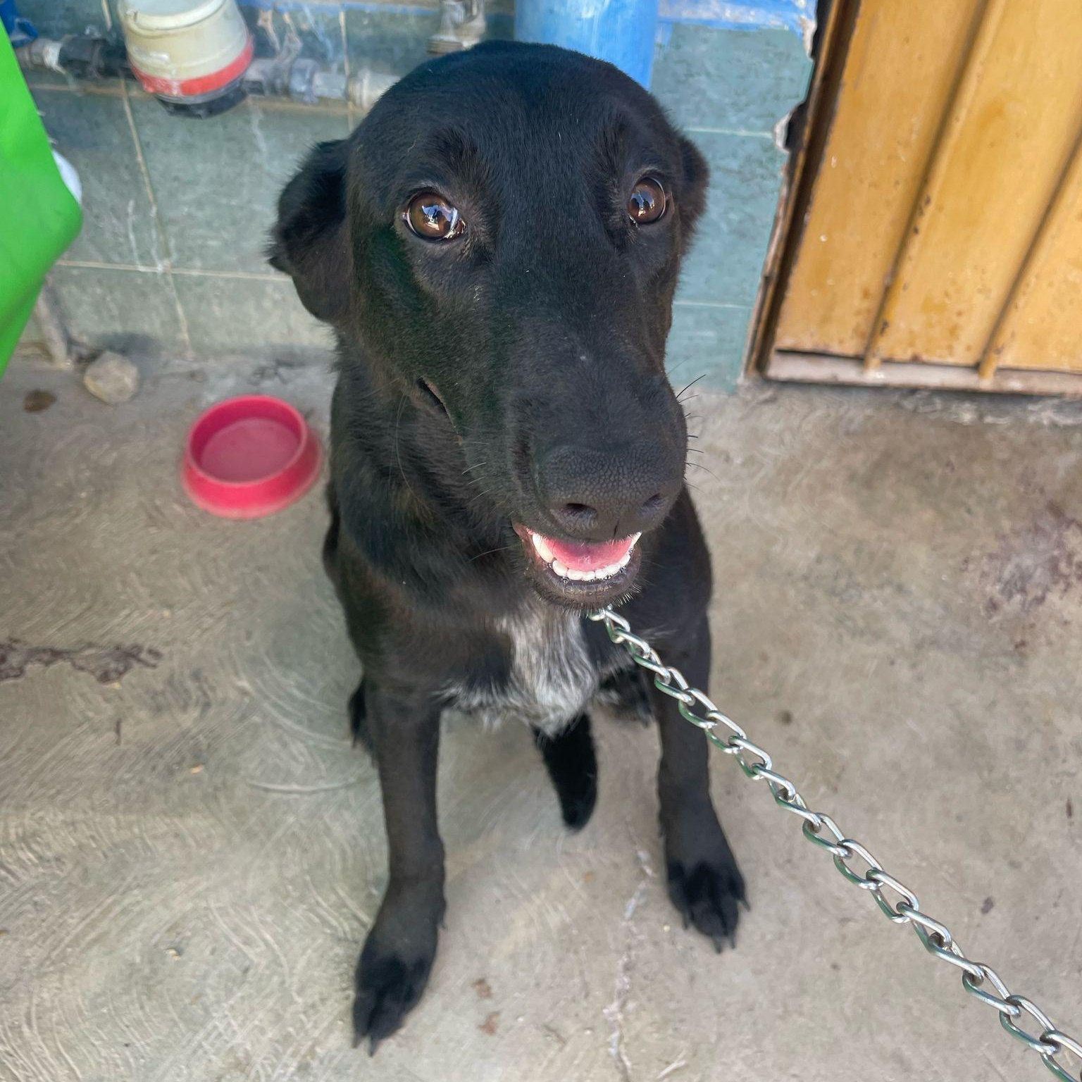 Gomita, a Adoptable mixed breed in Toronto, ON image 1/2