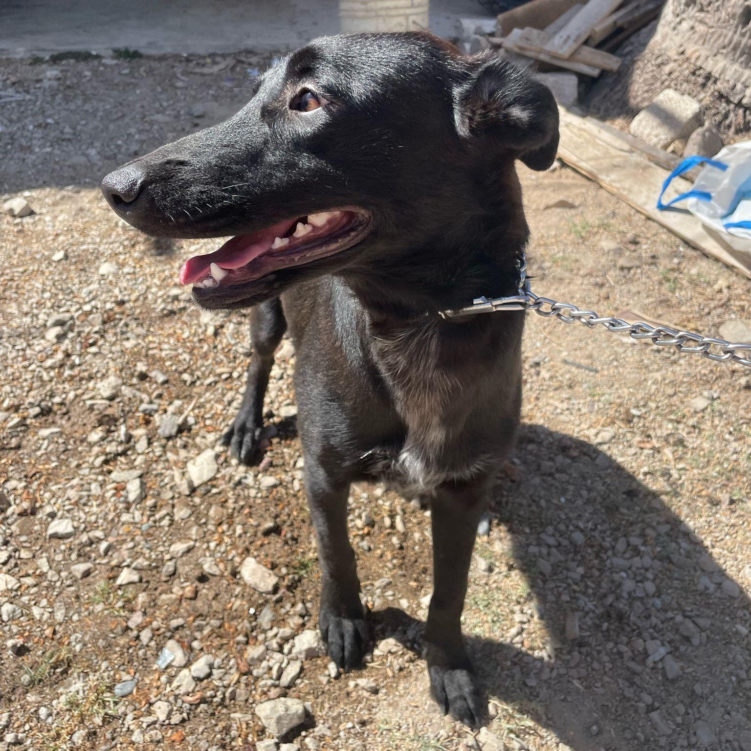 Gomita, a Adoptable mixed breed in Toronto, ON image 2/2