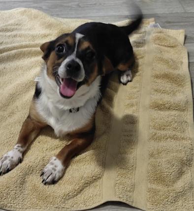 Enlarge Laverne, an adopted mixed breed in Glenwood Springs, CO image 4/6