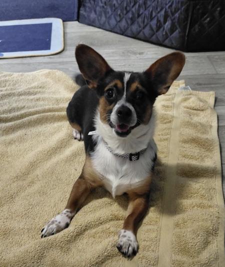 Enlarge Laverne, an adopted mixed breed in Glenwood Springs, CO image 3/6