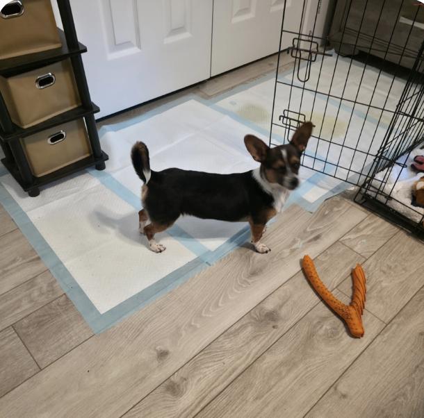 Enlarge Laverne, an adopted mixed breed in Glenwood Springs, CO image 2/6