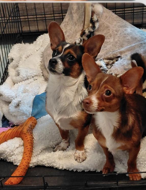 Enlarge Laverne, an adopted mixed breed in Glenwood Springs, CO image 5/6