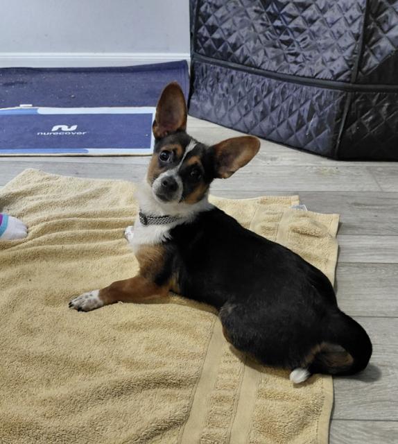 Enlarge Laverne, an adopted mixed breed in Glenwood Springs, CO image 1/6