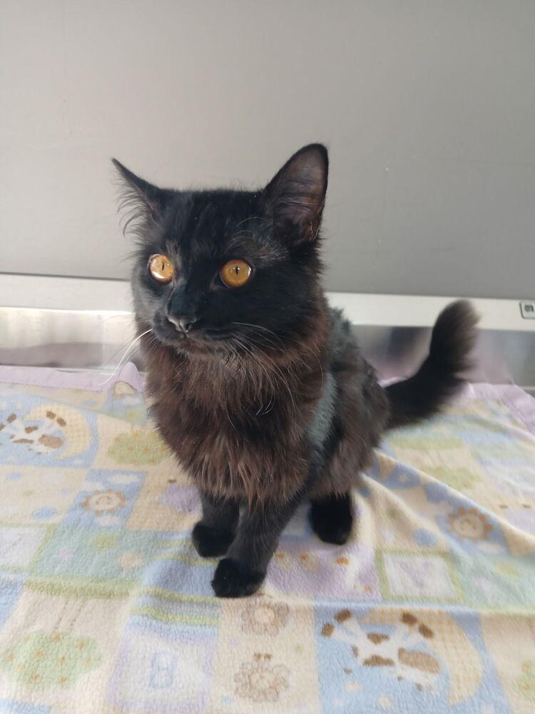 Mable, Adopted, Adult Female Domestic Long Hair.