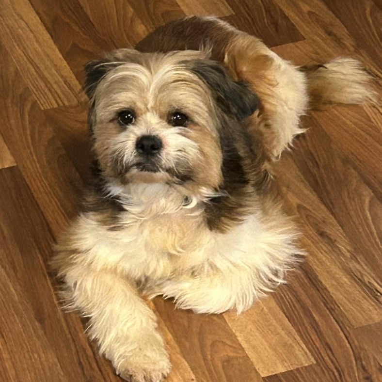 Enlarge Chew-ee, a ADOPTABLE Shih Tzu in Racine, WI image 3/3