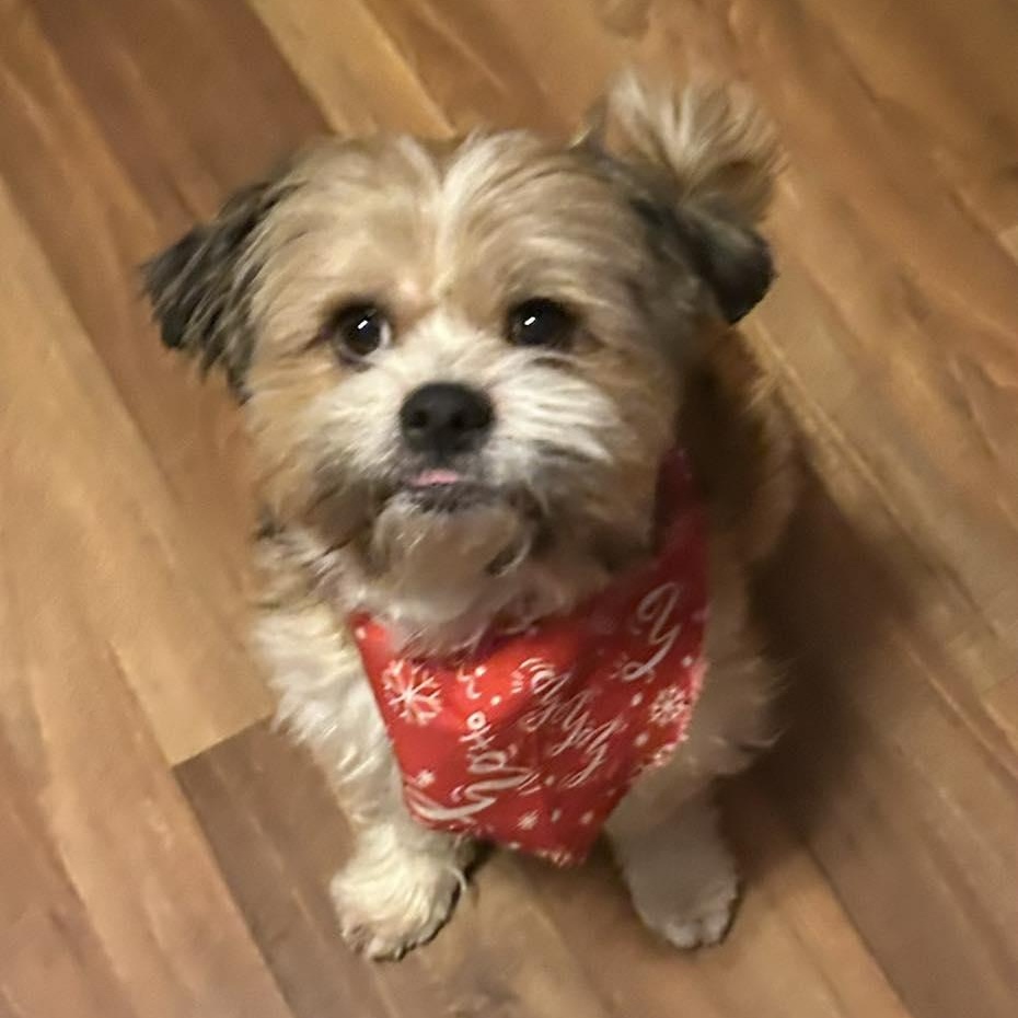 Enlarge Chew-ee, a ADOPTABLE Shih Tzu in Racine, WI image 2/3