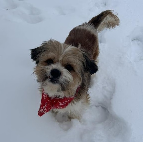 Enlarge Chew-ee, a ADOPTABLE Shih Tzu in Racine, WI image 1/3