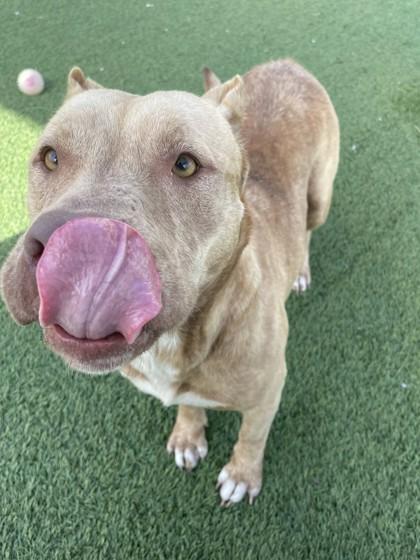 Enlarge Honey, a Adoptable mixed breed in Chesapeake, VA image 1/3