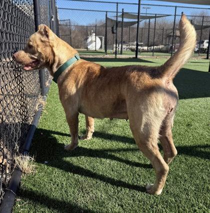 Enlarge Honey, a Adoptable mixed breed in Chesapeake, VA image 2/3