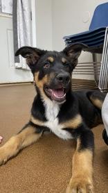 Enlarge Alburt, a ADOPTABLE mixed breed in Winfield, KS image 1/1