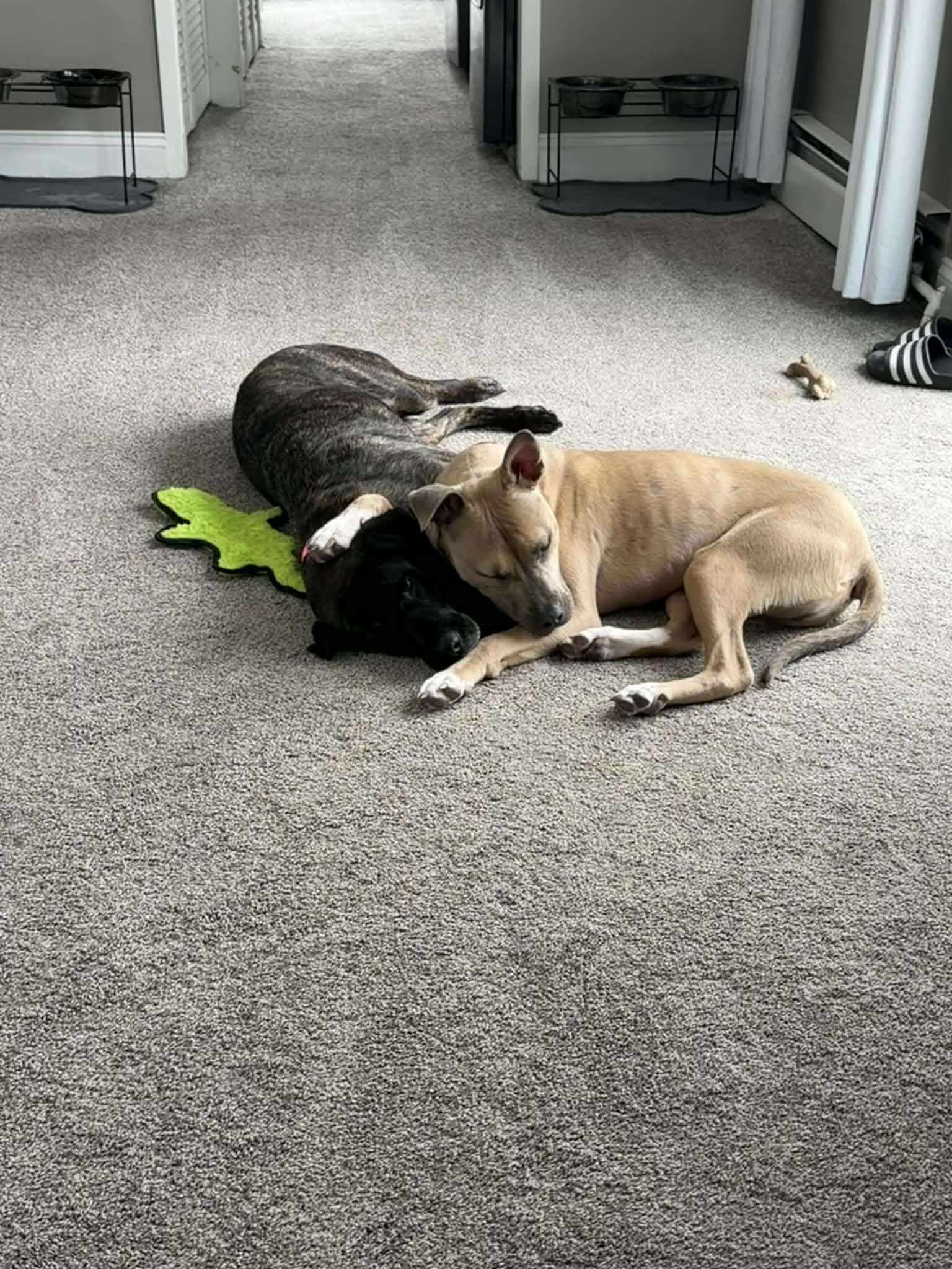 Enlarge Indi, a Adoptable Pit Bull Terrier in Troy, MI image 1/6