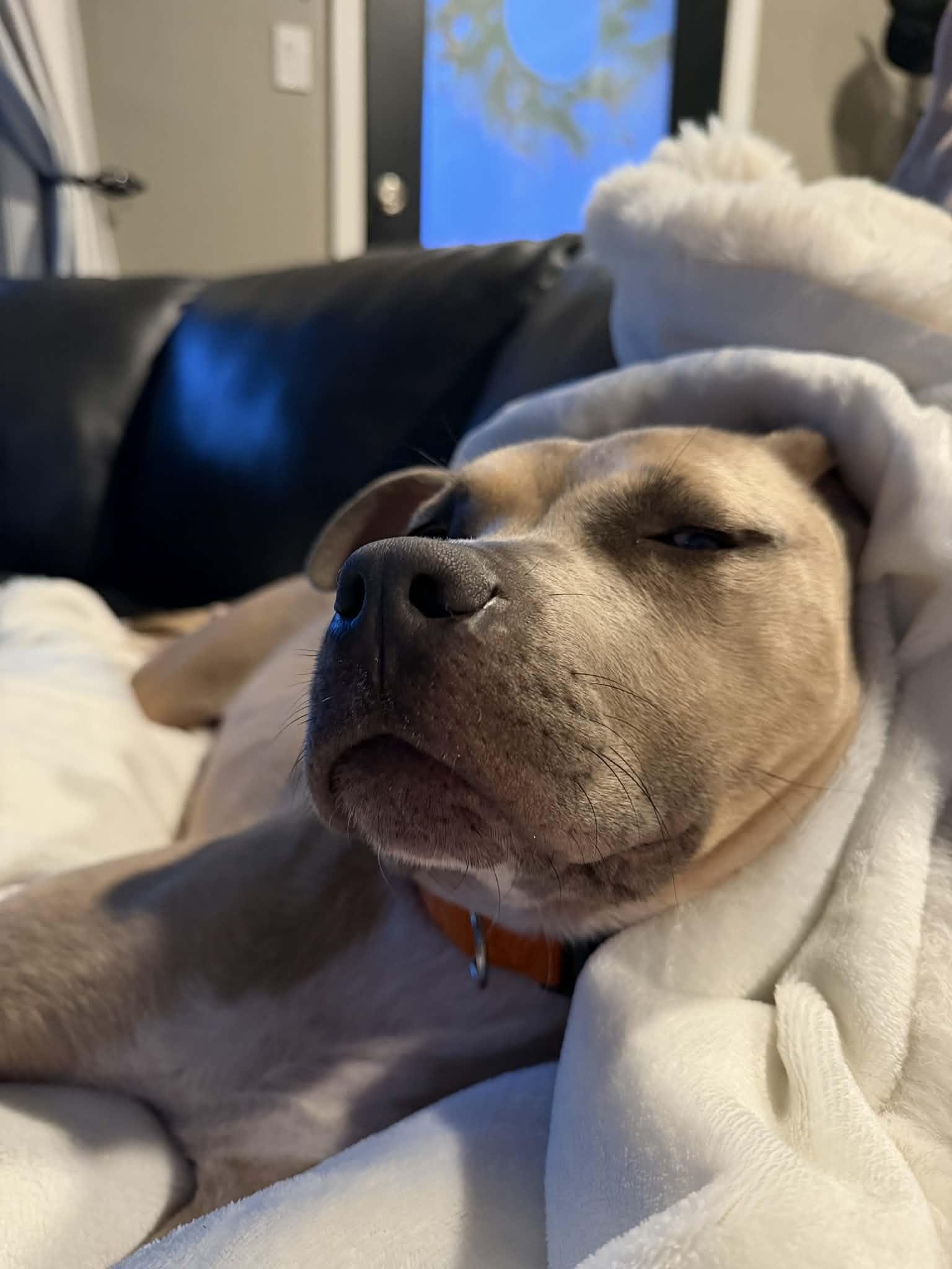 Enlarge Indi, a Adoptable Pit Bull Terrier in Troy, MI image 2/6