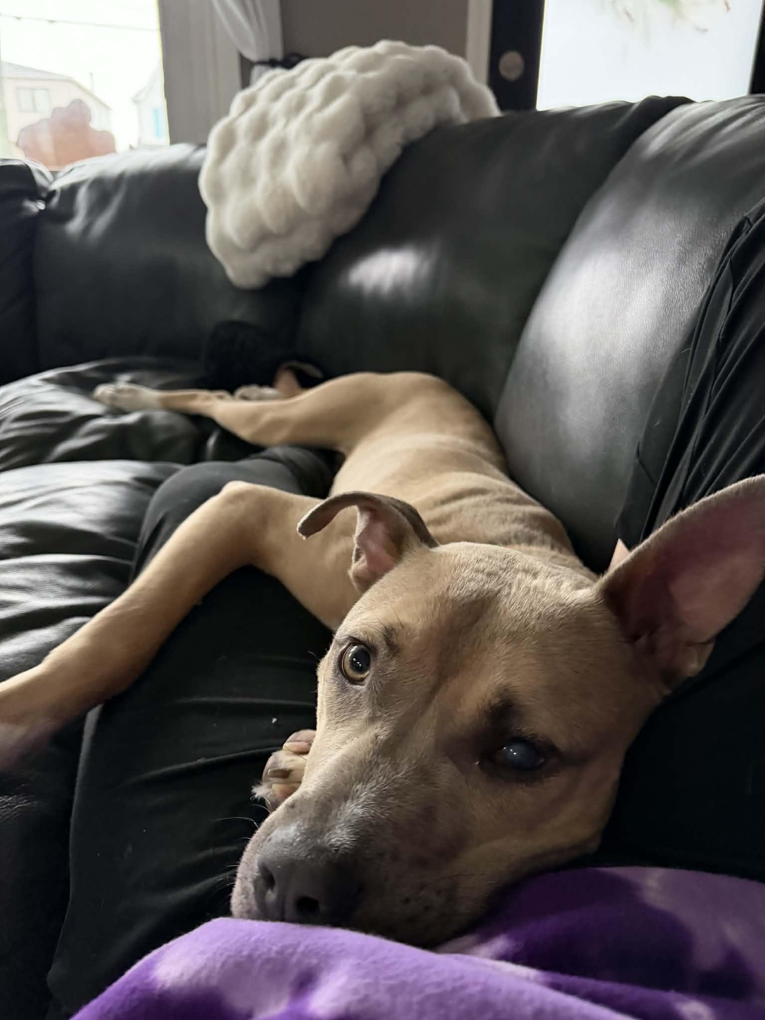 Enlarge Indi, a Adoptable Pit Bull Terrier in Troy, MI image 3/6