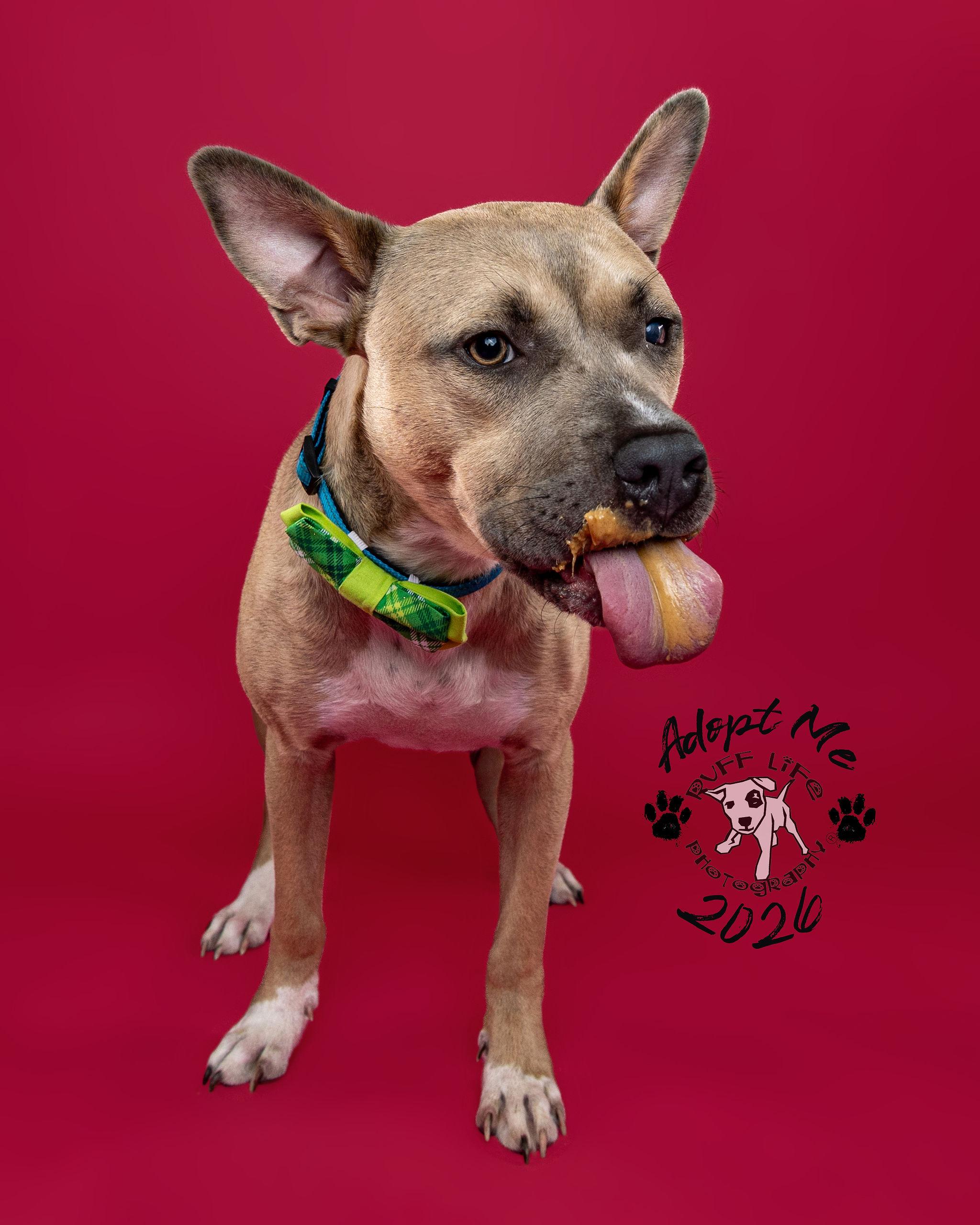 Indiana Jones (Indi), Adoptable, Young Male Pit Bull Terrier.