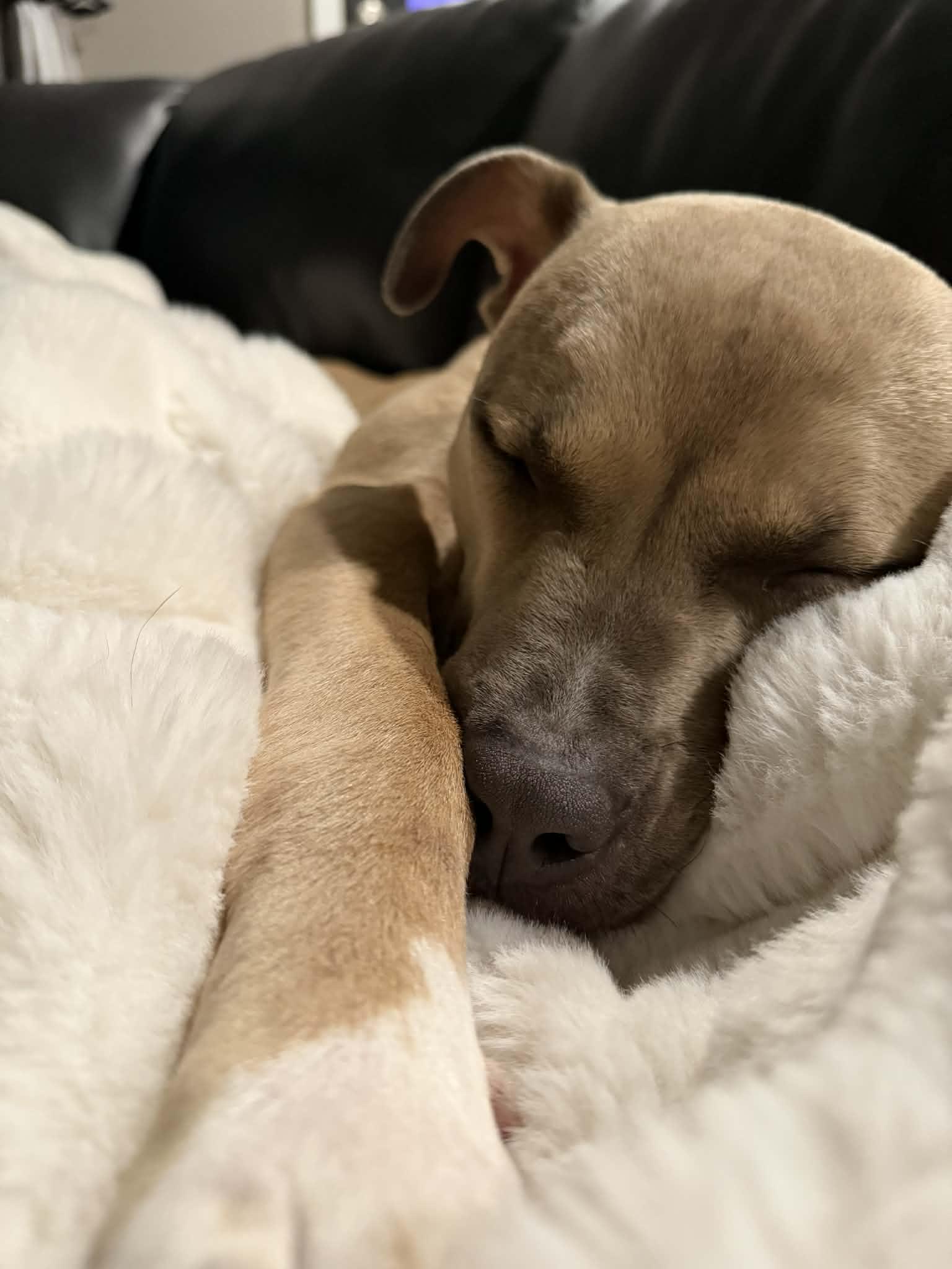 Enlarge Indi, a Adoptable Pit Bull Terrier in Troy, MI image 4/6