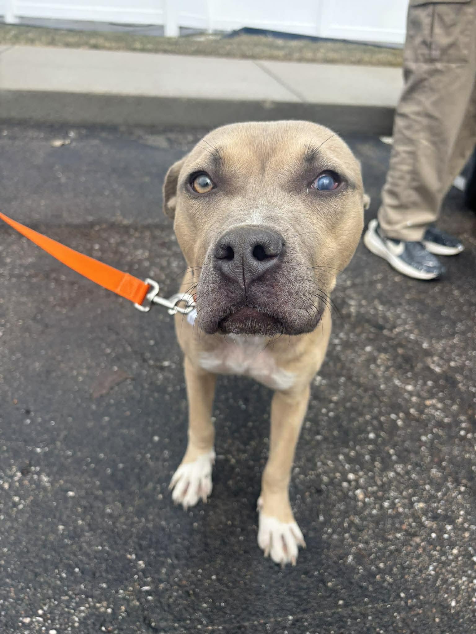 Enlarge Indi, a Adoptable Pit Bull Terrier in Troy, MI image 5/6