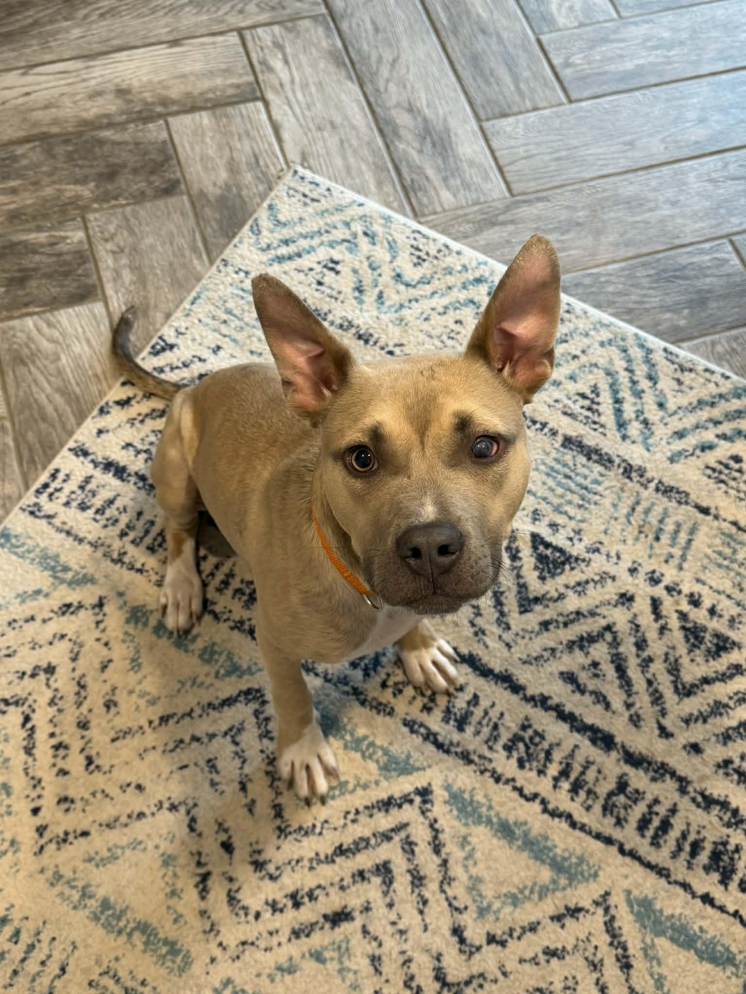 Indiana Jones (Indi), Adoptable, Young Male Pit Bull Terrier.