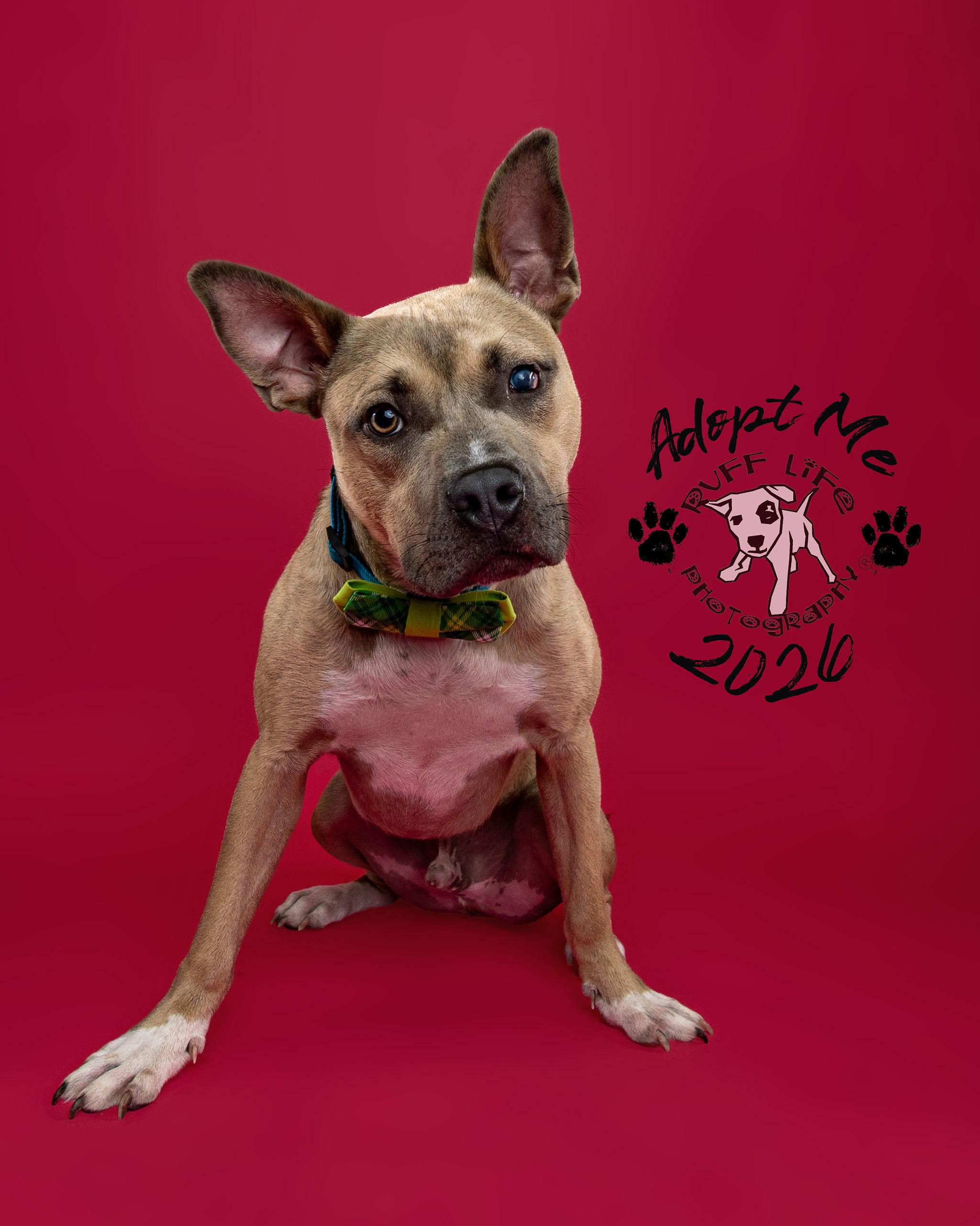 Indiana Jones (Indi), a Adoptable Pit Bull Terrier in Troy, MI image 2/6