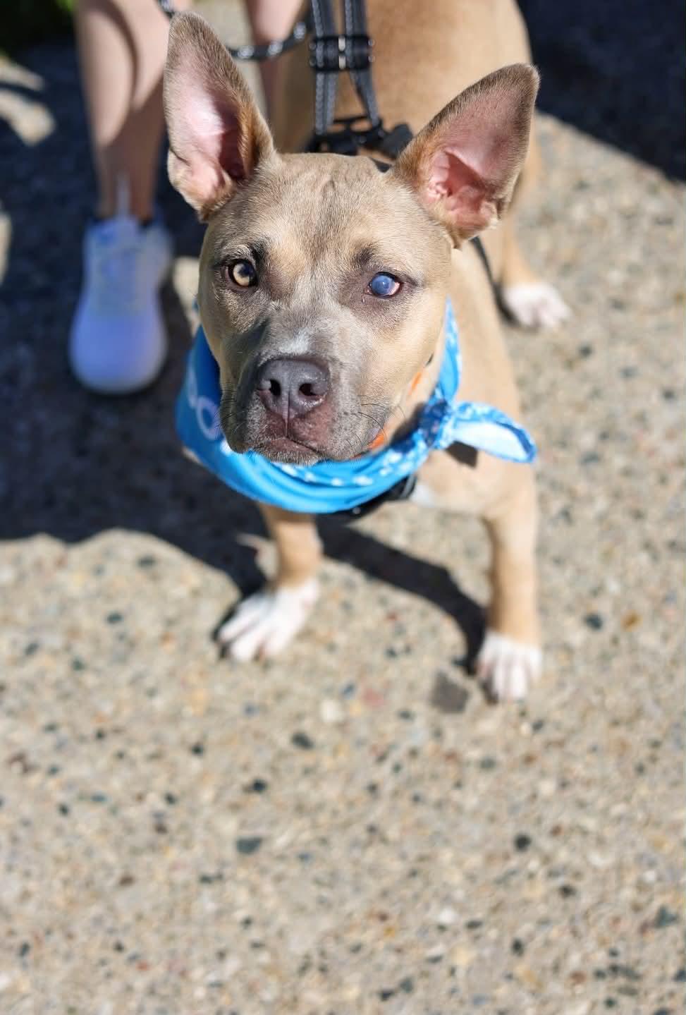 Enlarge Indiana Jones (Indi), a Adoptable Pit Bull Terrier in Troy, MI image 3/6