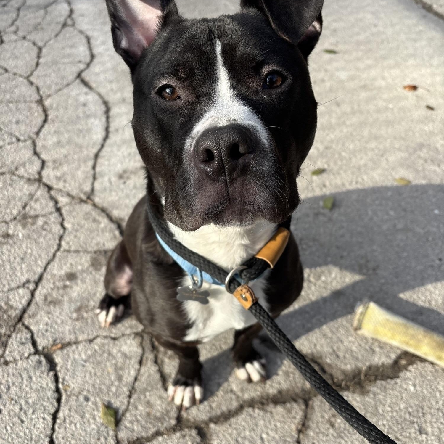 Charlie, ADOPTABLE, Young Male Pit Bull Terrier.
