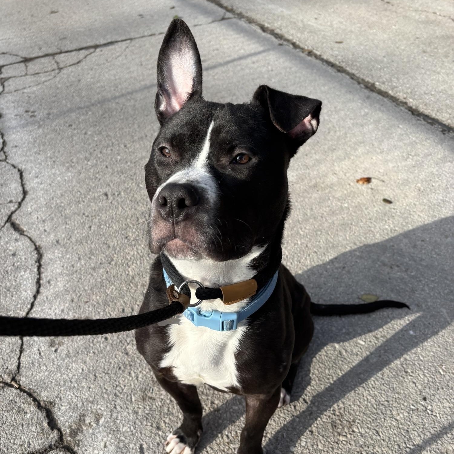 Enlarge Charlie, a ADOPTABLE Pit Bull Terrier in Saint Charles, MO image 2/2