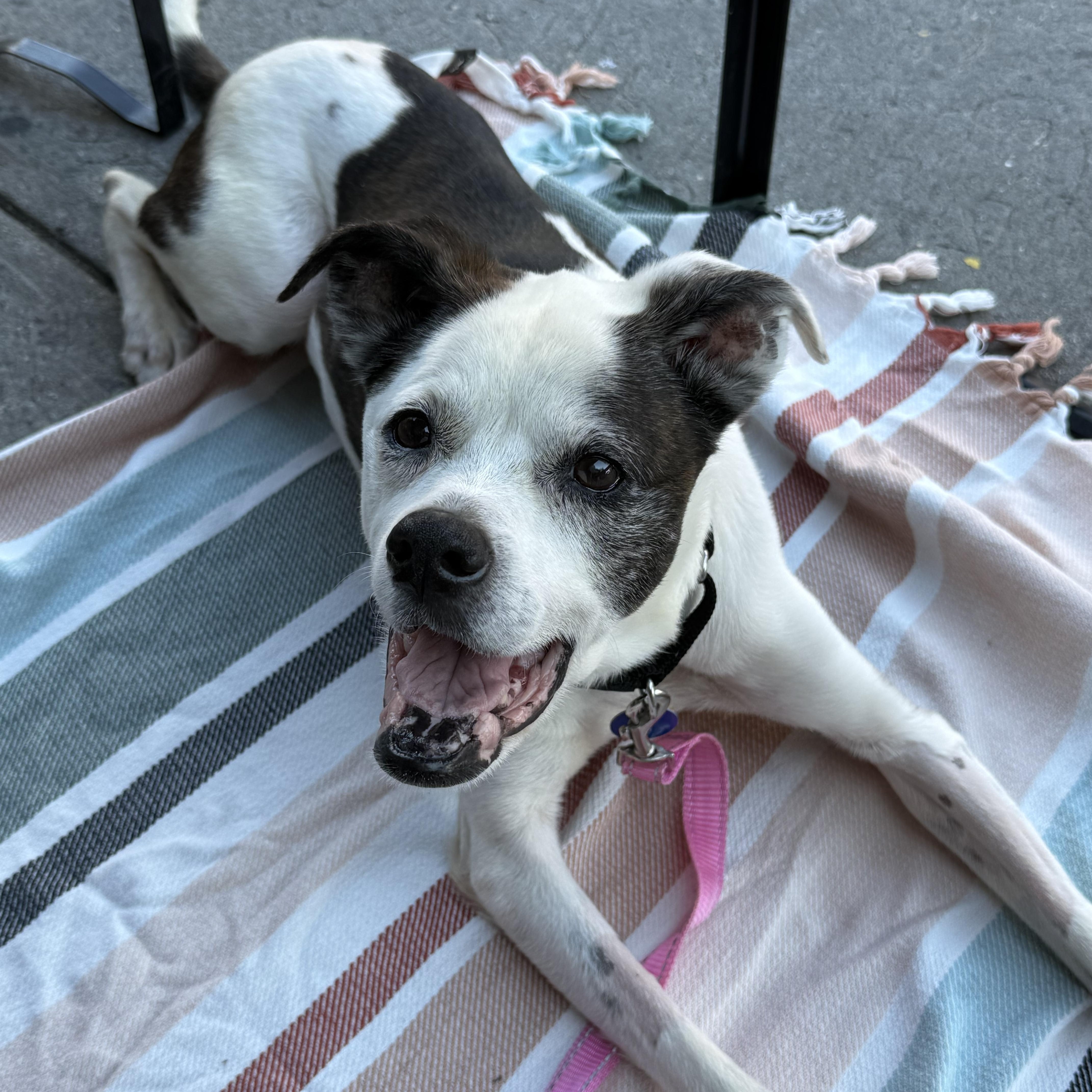 Snaggle, a Adoptable Mixed Breed in Matawan, NJ image 2/3
