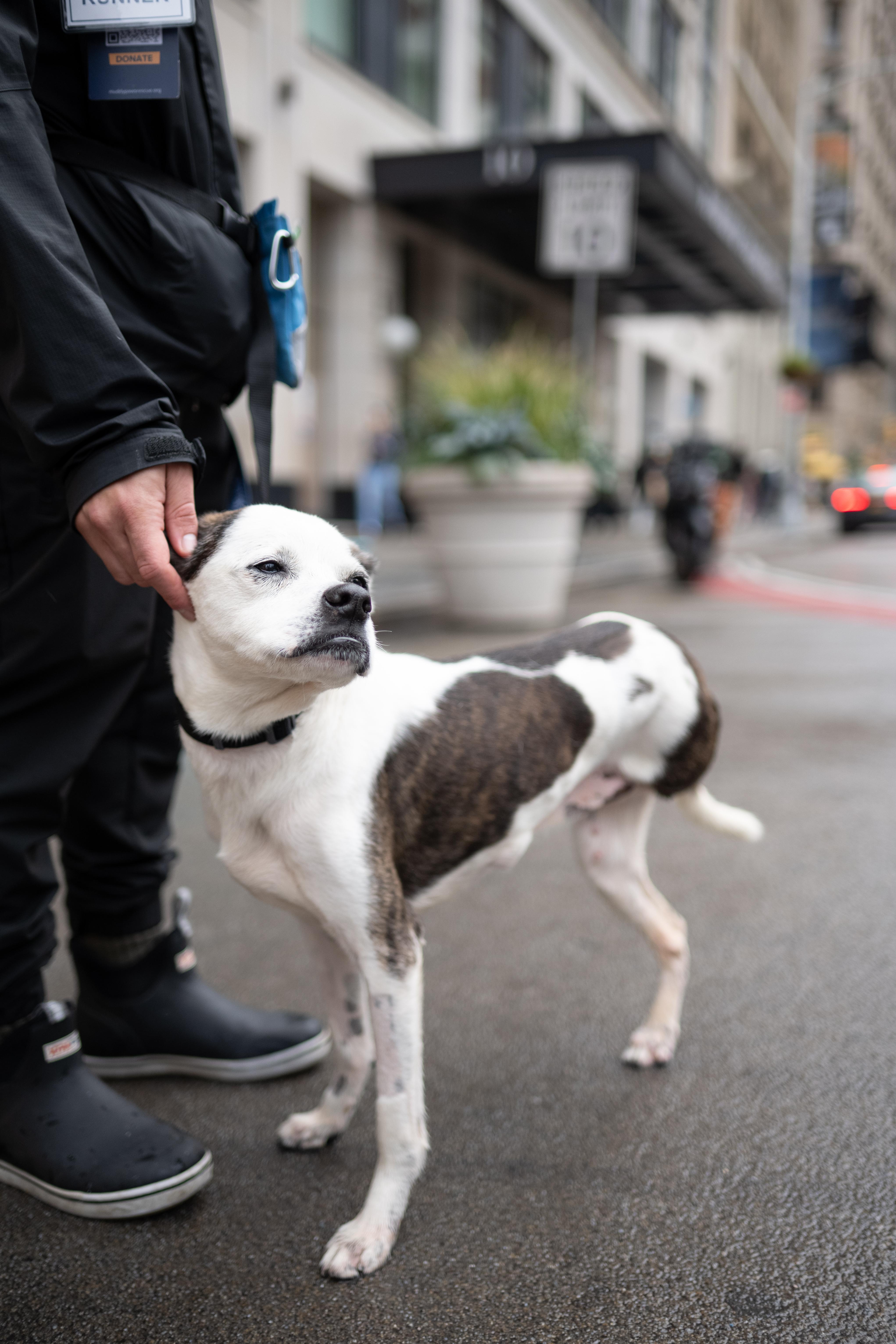 Snaggle, a Adoptable Mixed Breed in Matawan, NJ image 3/3
