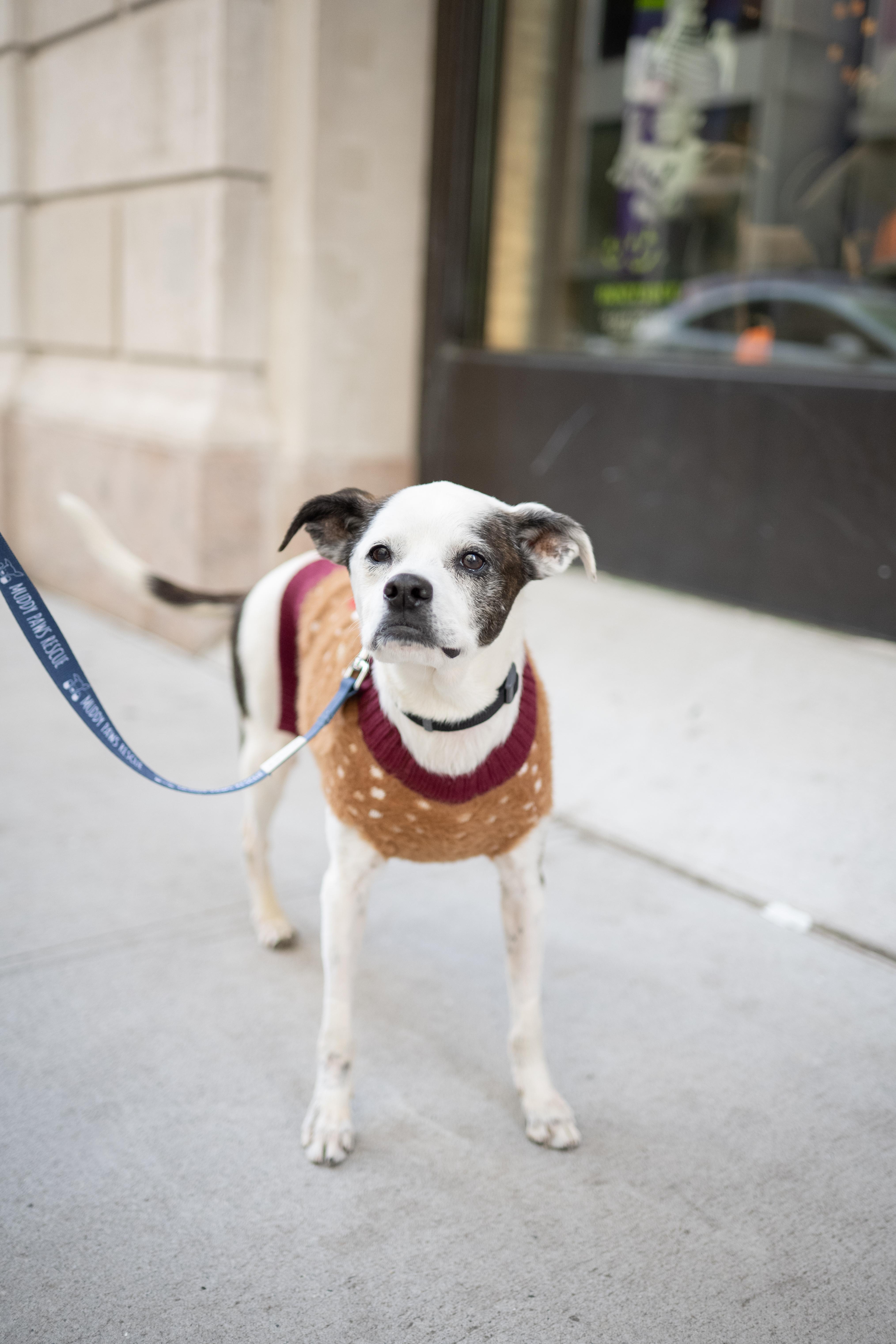 Snaggle, Adoptable, Senior Male Mixed Breed.