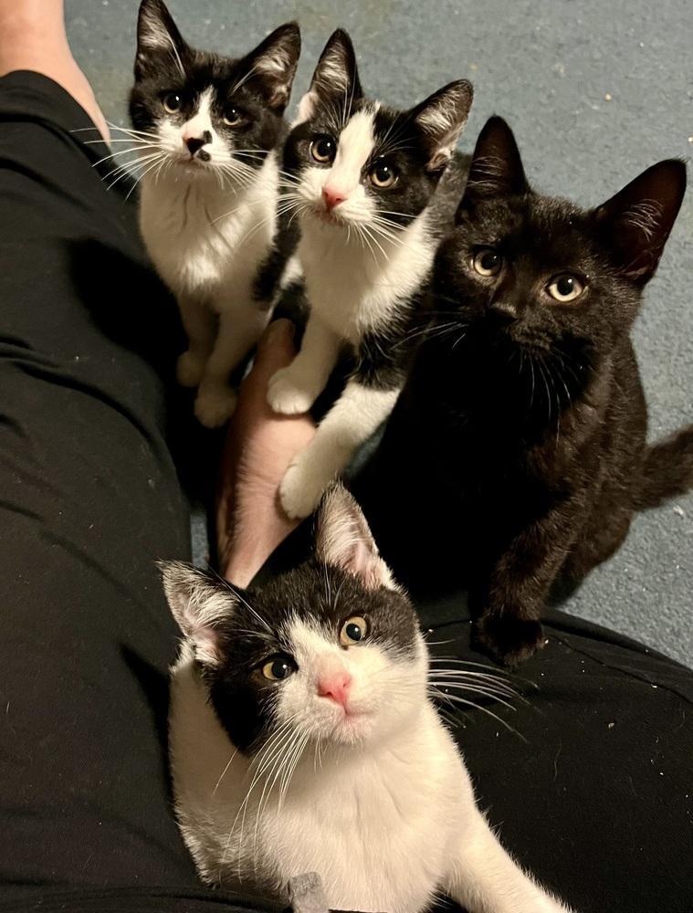 Enlarge Hallow (BONDED PAIR), a Adoptable Domestic Short Hair in Bolton, CT image 2/6