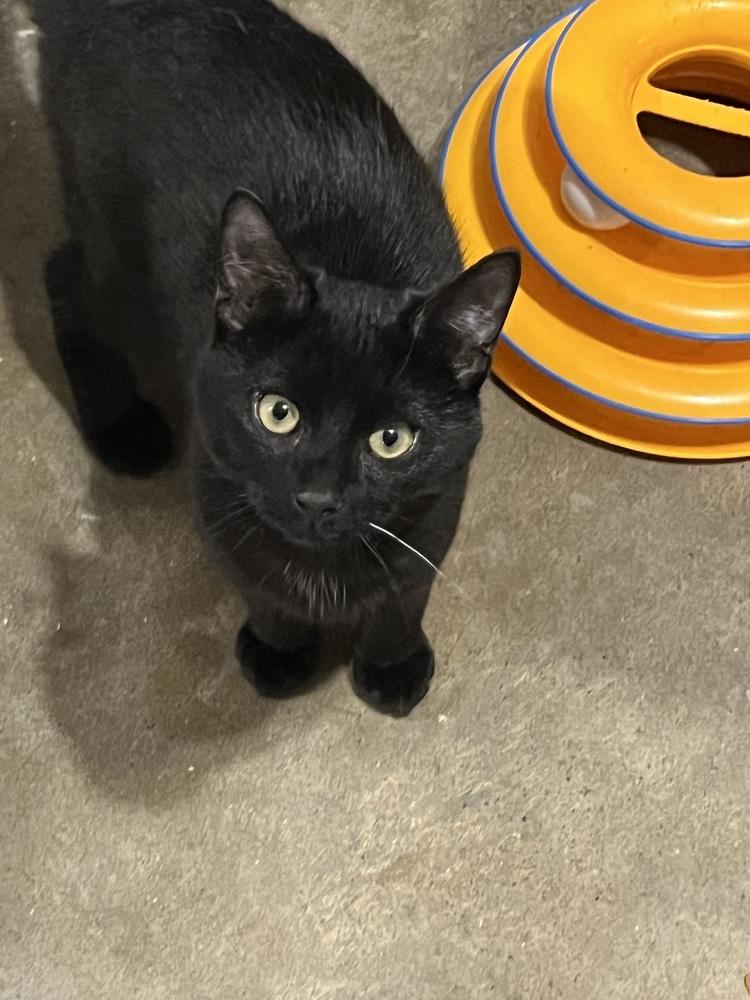 Enlarge Hallow (BONDED PAIR), a Adoptable Domestic Short Hair in Bolton, CT image 3/6