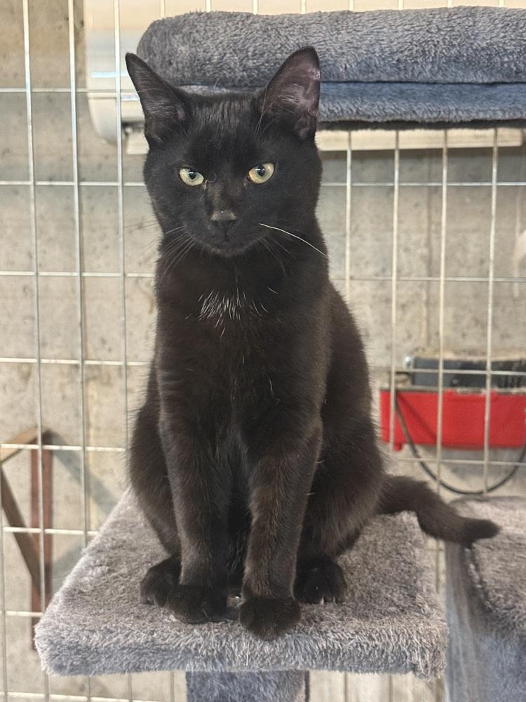 Enlarge Hallow (BONDED PAIR), a Adoptable Domestic Short Hair in Bolton, CT image 4/6