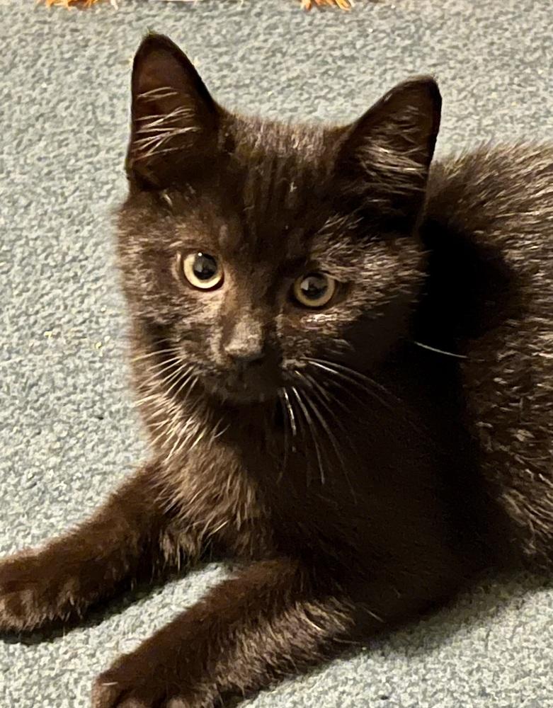 Enlarge Hallow (BONDED PAIR), a Adoptable Domestic Short Hair in Bolton, CT image 5/6