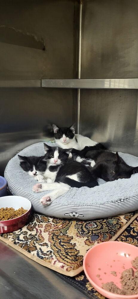 Enlarge Hallow (BONDED PAIR), a Adoptable Domestic Short Hair in Bolton, CT image 6/6