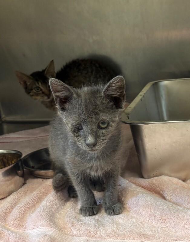 Loo Anne, a Adoptable Domestic Short Hair in Providence Forge, VA image 1/3