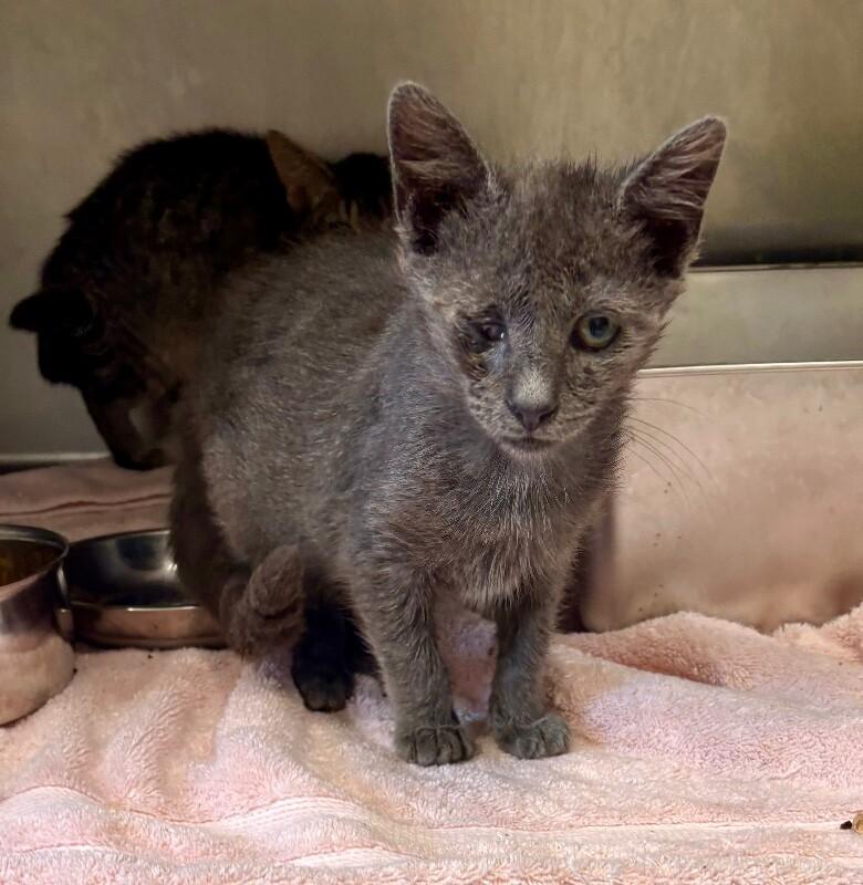 Loo Anne, a Adoptable Domestic Short Hair in Providence Forge, VA image 2/3