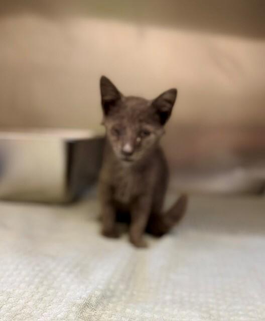 Loo Anne, a Adoptable Domestic Short Hair in Providence Forge, VA image 3/3