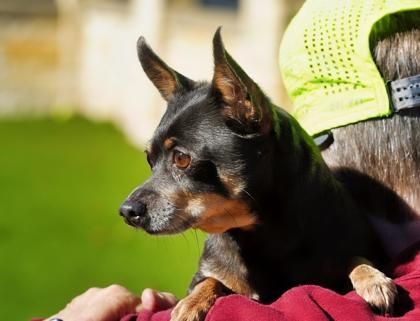 Sissy, Adoptable, Adult Female Chihuahua & Mixed Breed.