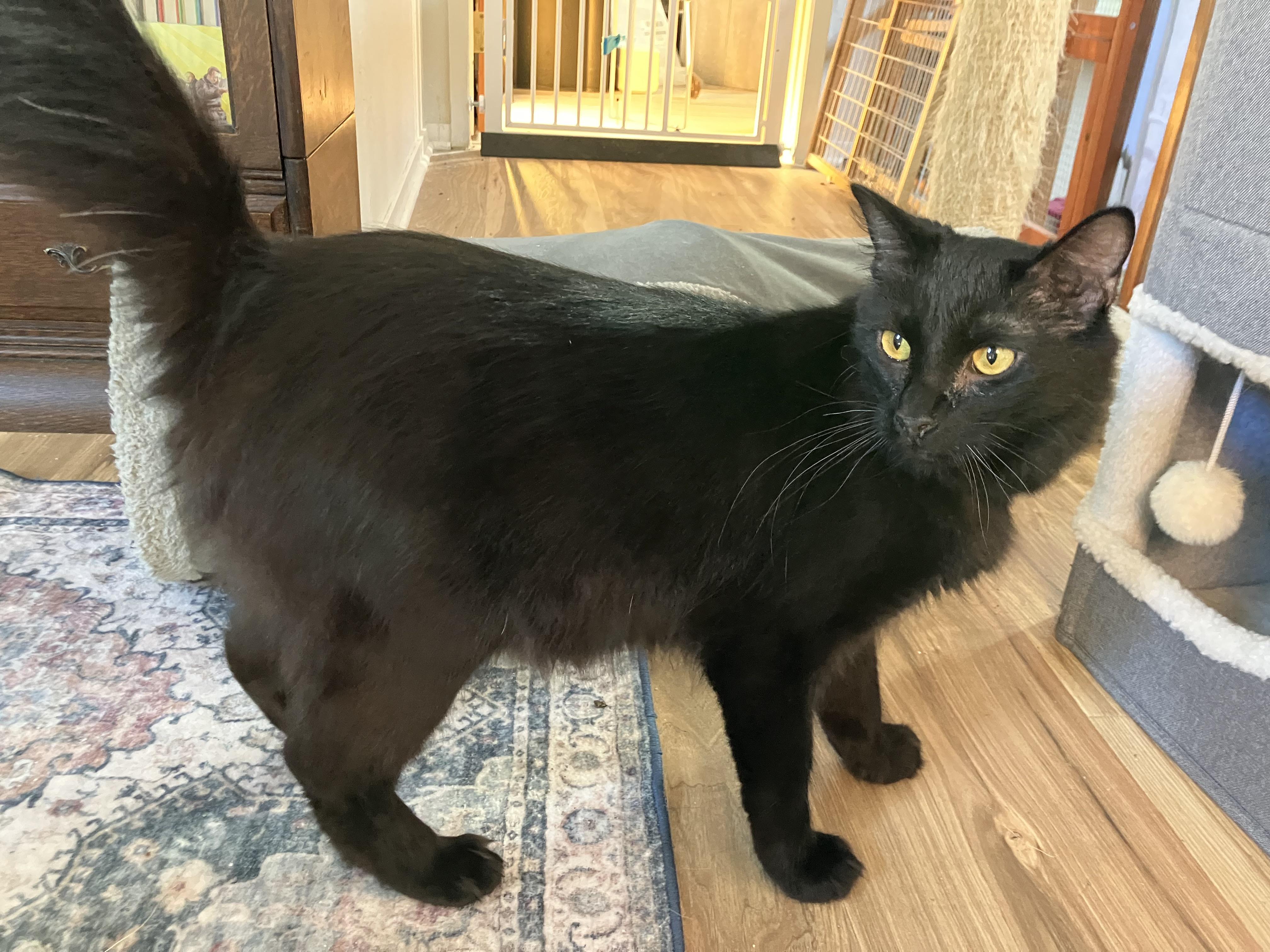 Gambit, an adoptable Domestic Long Hair in Crockett, CA image 1/3