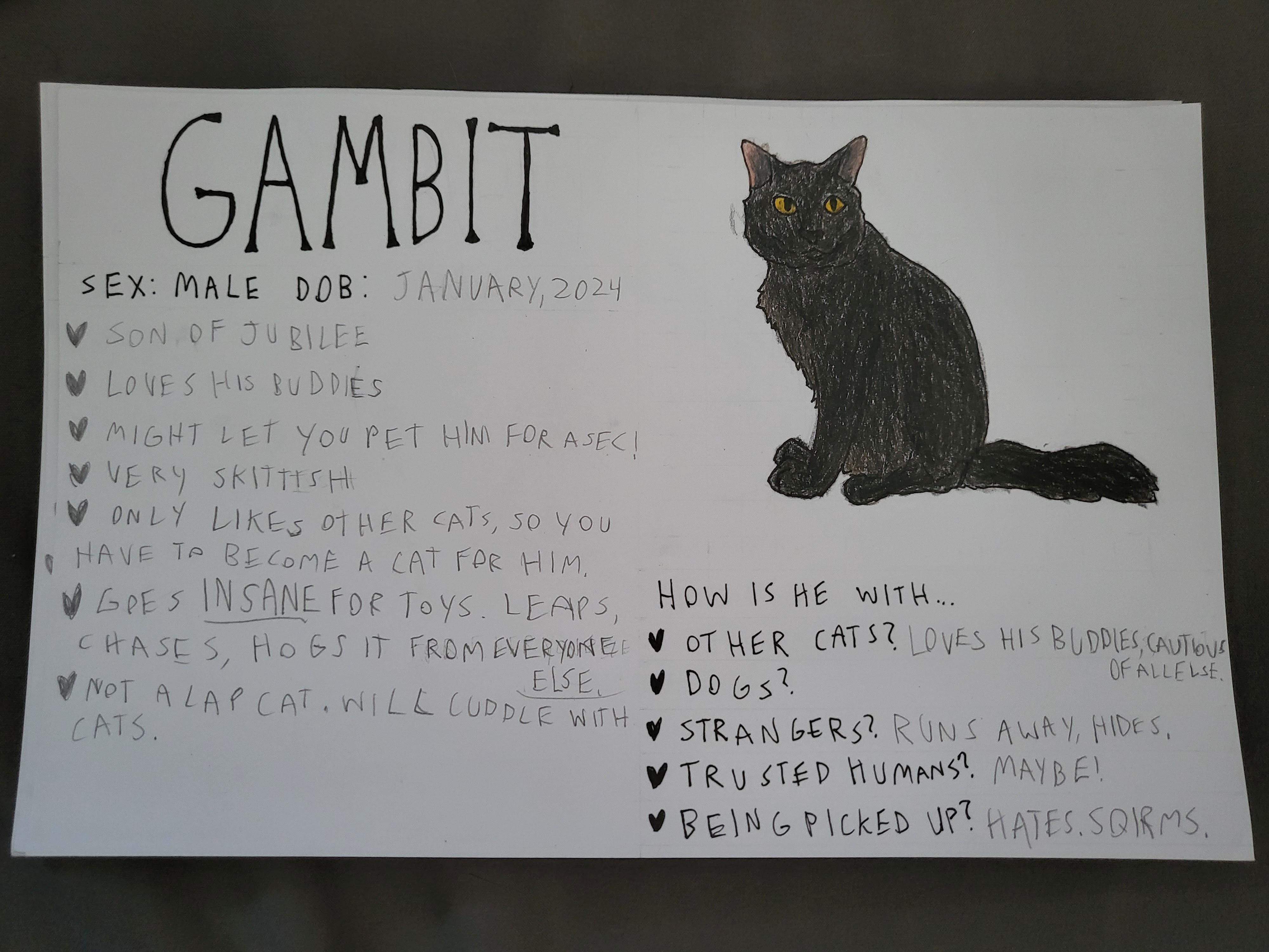 Gambit, an adoptable Domestic Long Hair in Crockett, CA image 3/3