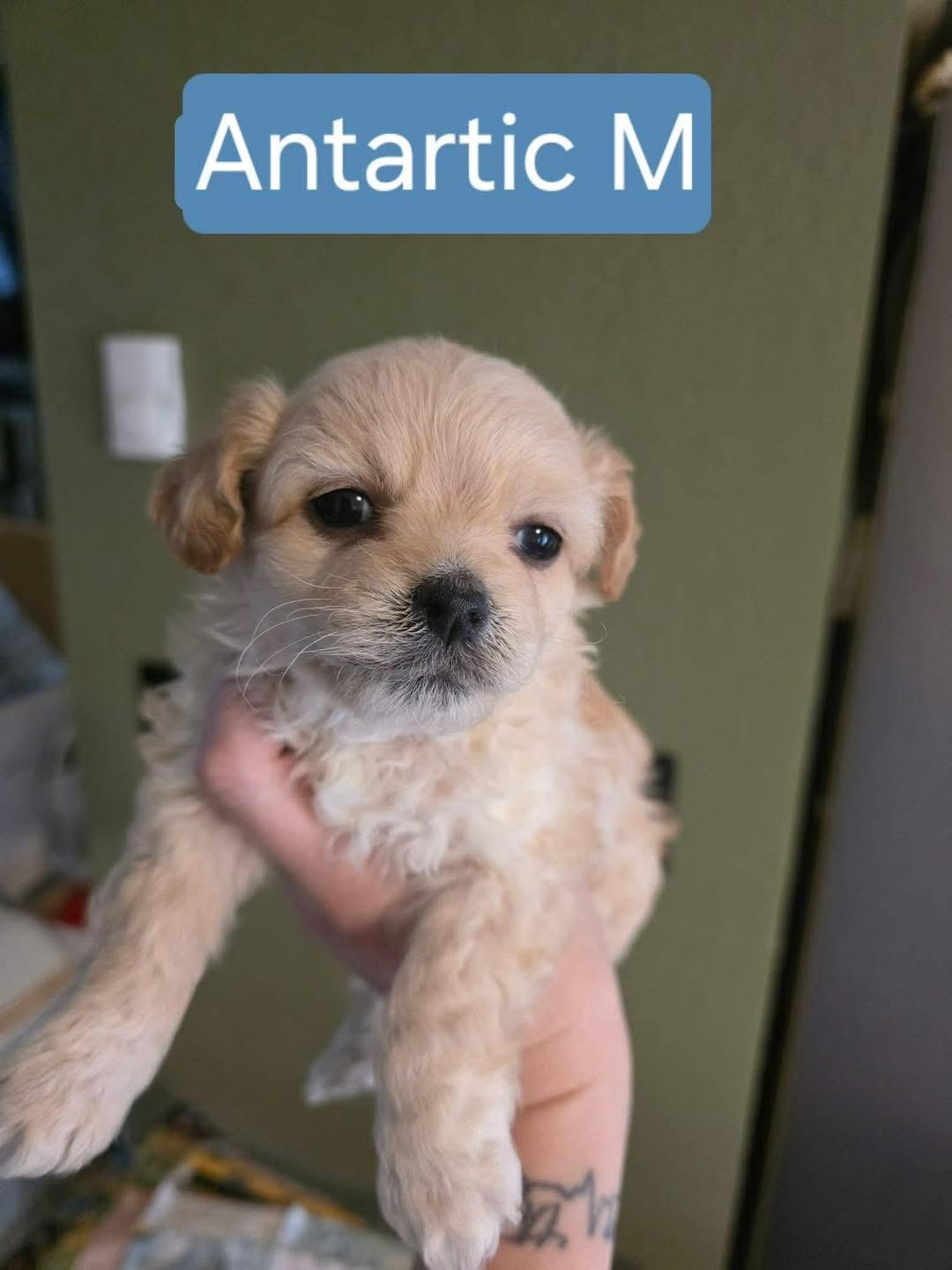 Antarctic , Adoptable, Puppy Female Poodle.