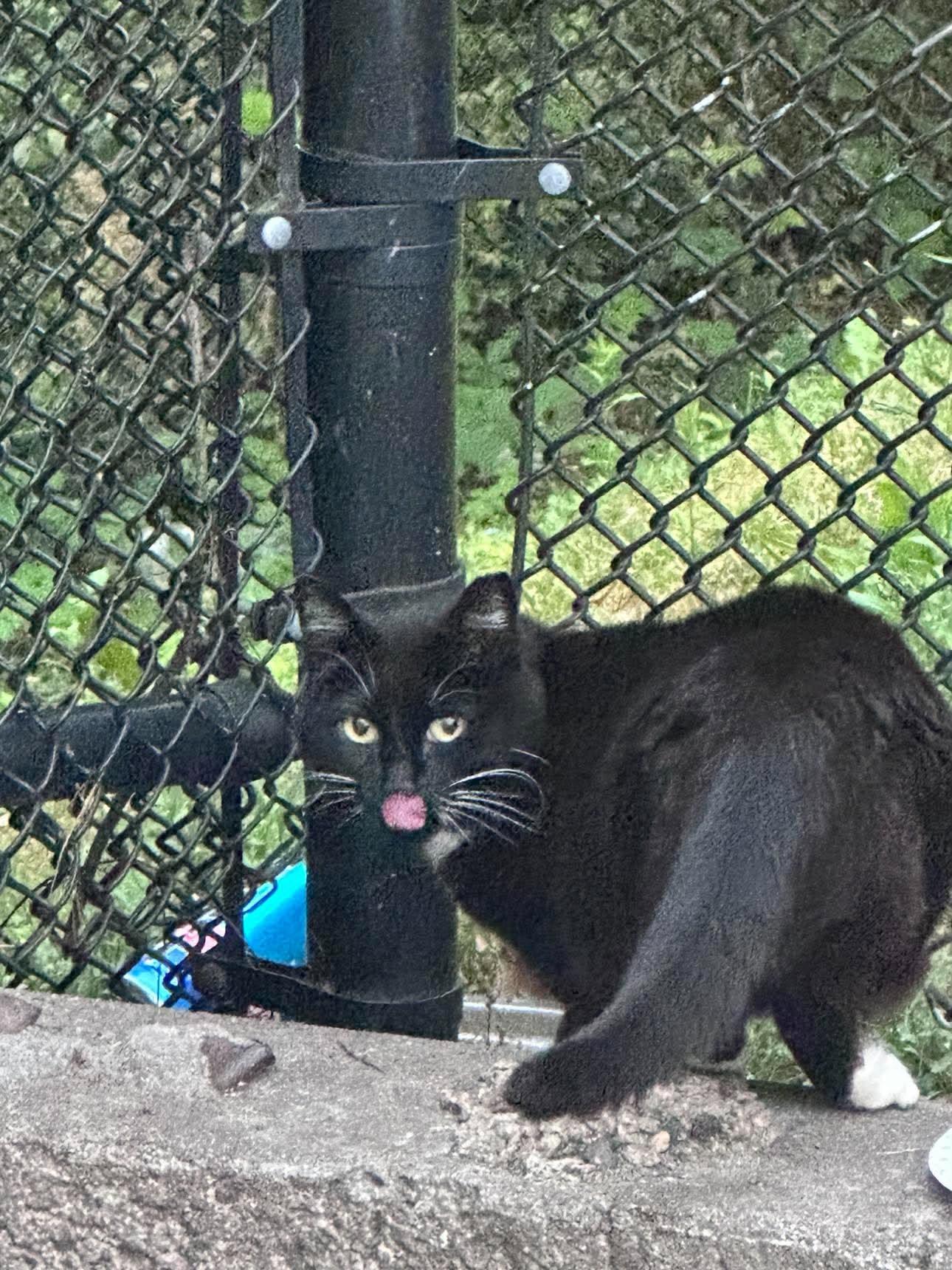 Enlarge Mama Tux, a Adoptable Domestic Short Hair in Roslindale, MA image 2/3