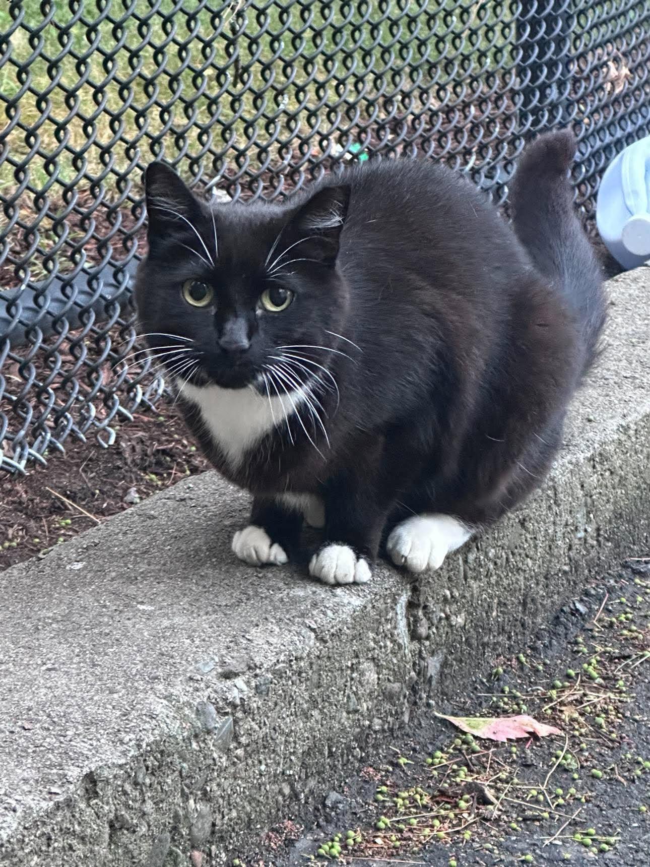 Enlarge Mama Tux, a Adoptable Domestic Short Hair in Roslindale, MA image 3/3