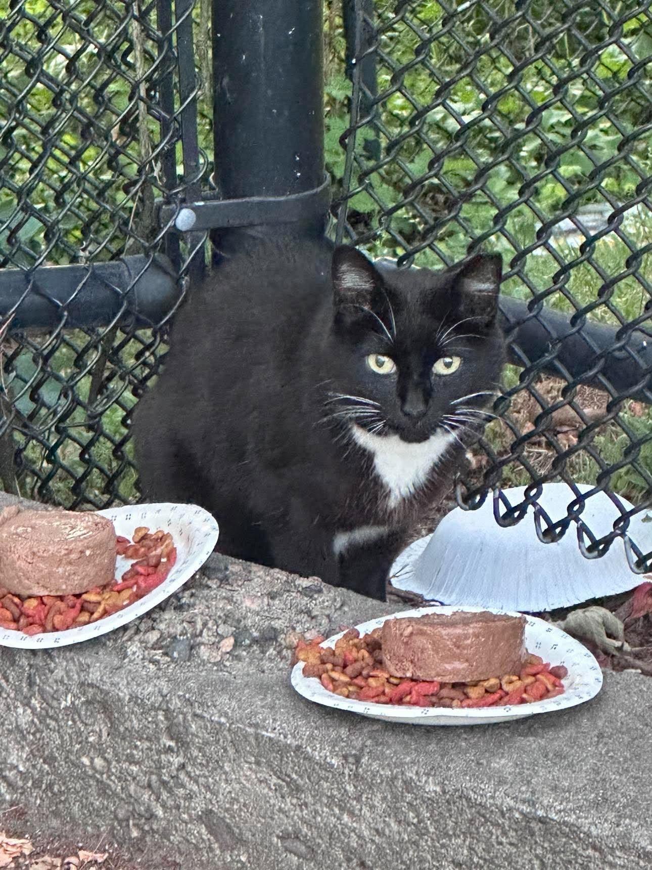 Enlarge Mama Tux, a Adoptable Domestic Short Hair in Roslindale, MA image 1/3