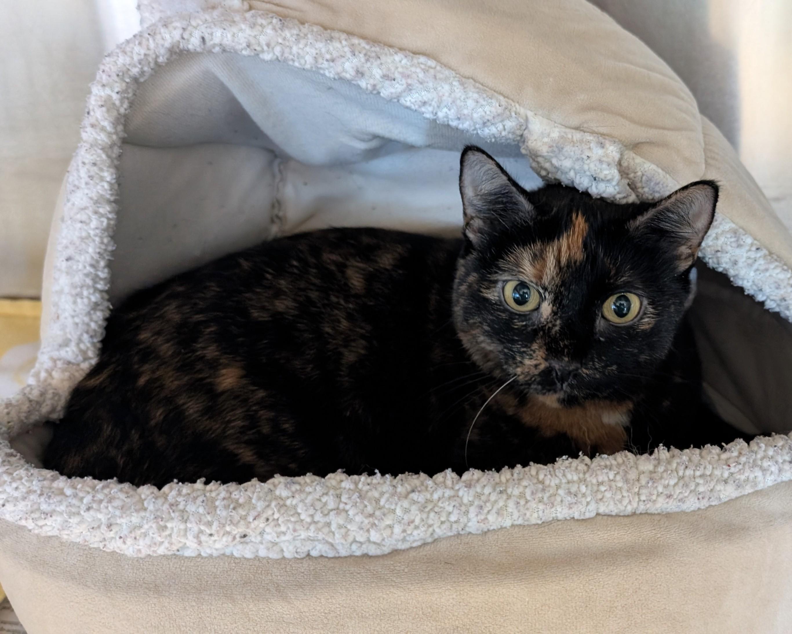 Paisley A213298