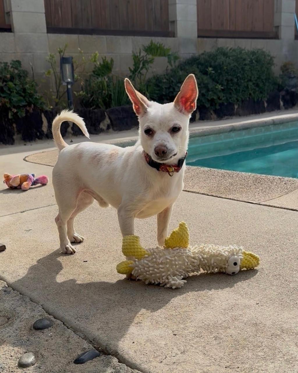 Enlarge Danny, a Adoptable mixed breed in Los Angeles, CA image 4/6