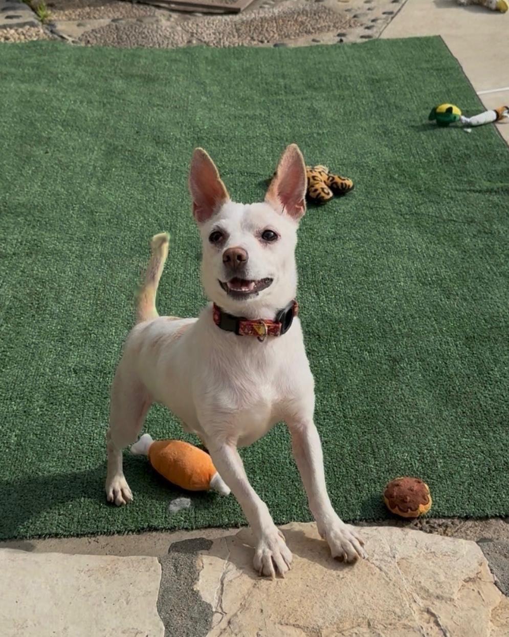 Danny, ADOPTABLE, Puppy Male Chihuahua & Jack Russell Terrier.