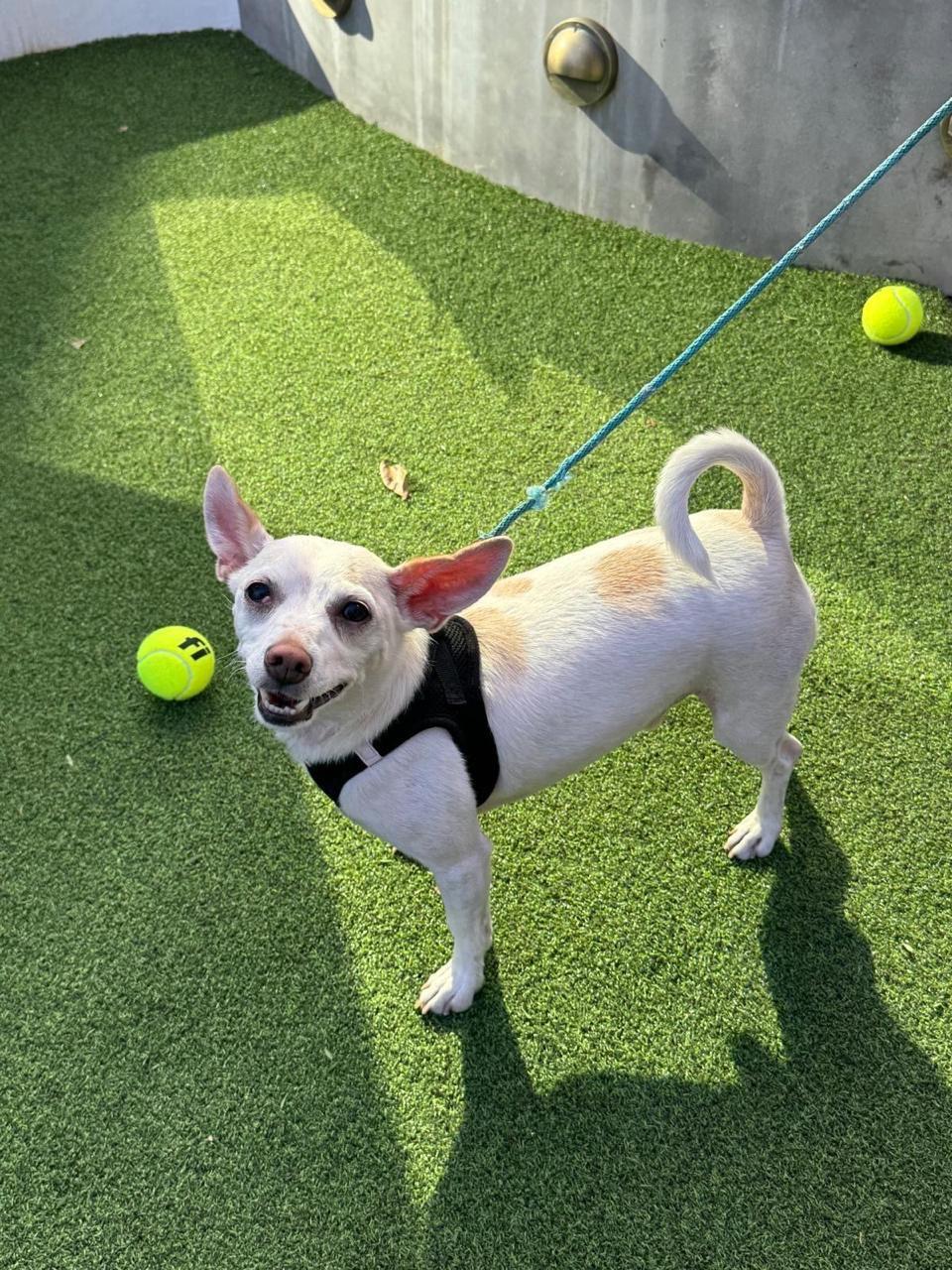 Enlarge Danny, a Adoptable mixed breed in Los Angeles, CA image 6/6