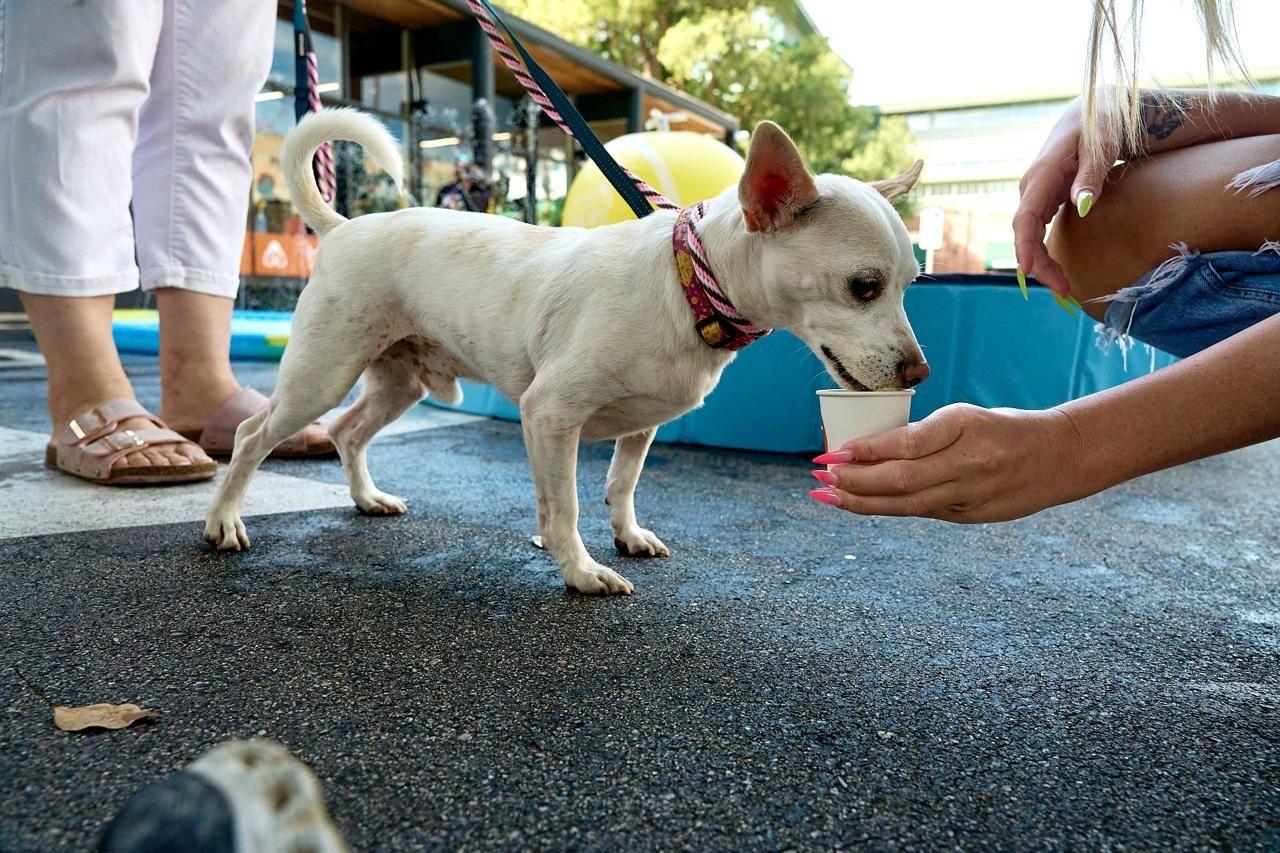 Enlarge Danny, a Adoptable mixed breed in Los Angeles, CA image 5/6