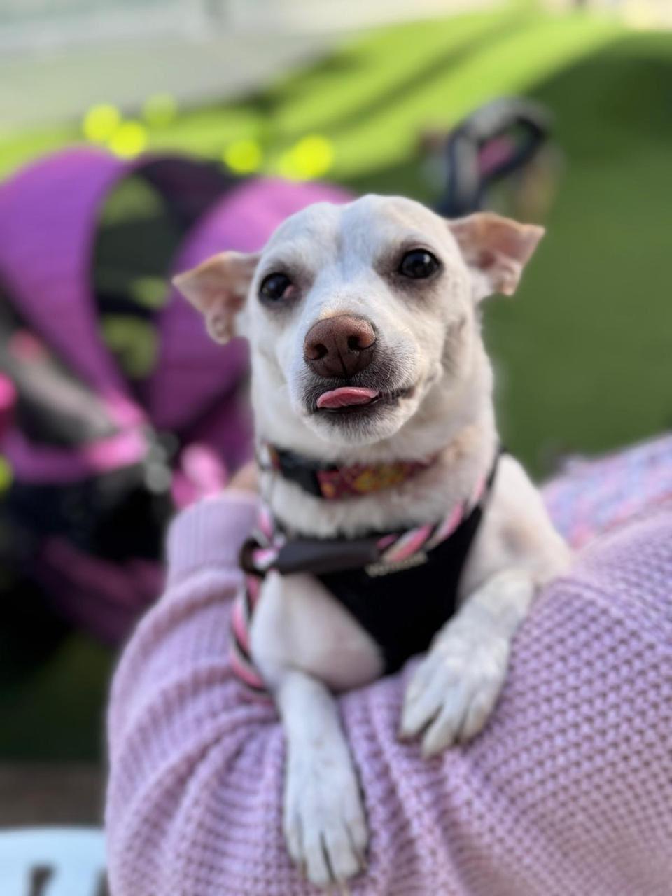 Enlarge Danny, a Adoptable mixed breed in Los Angeles, CA image 2/6