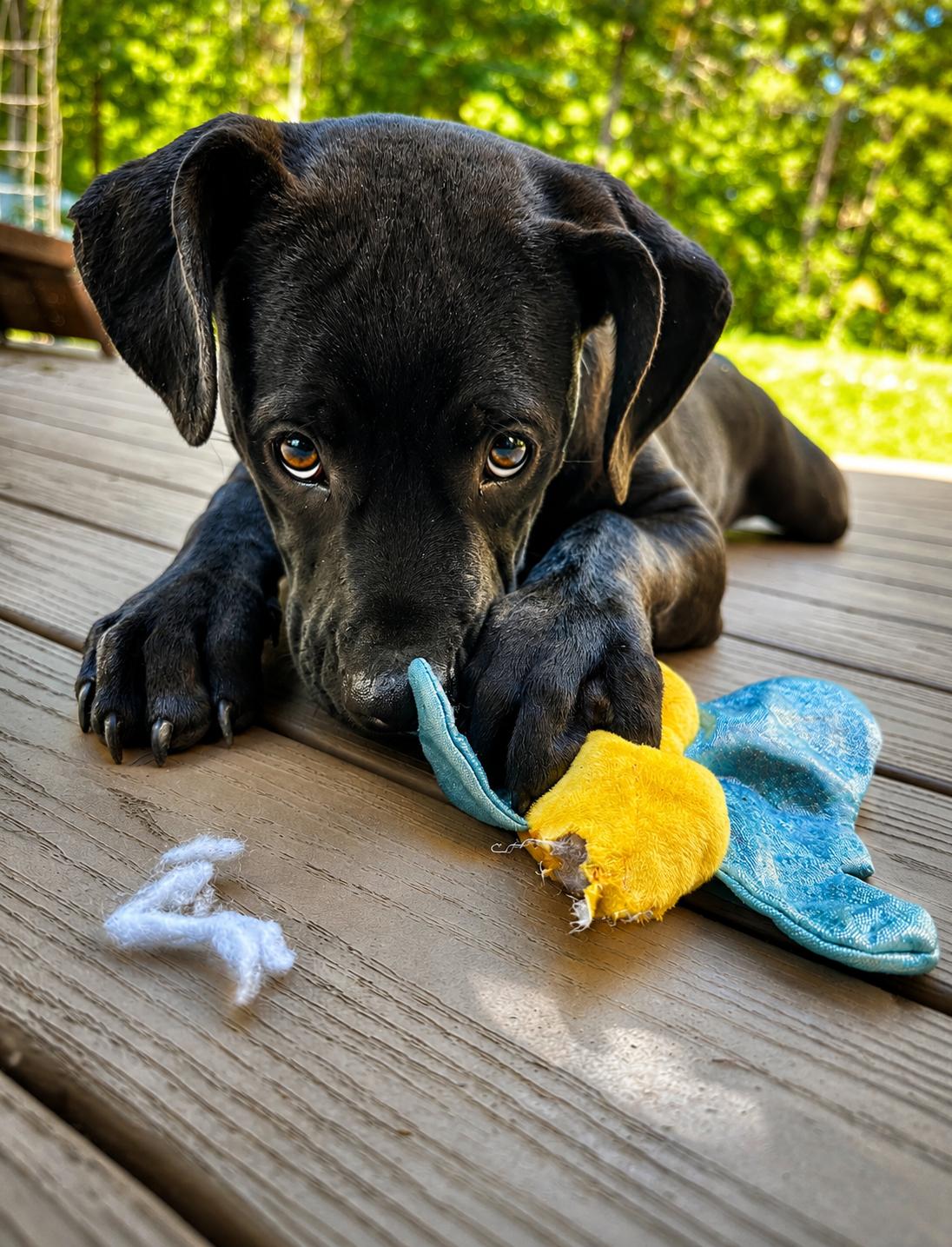 Enlarge Elaine, an adopted mixed breed in Pembroke, MA image 4/4